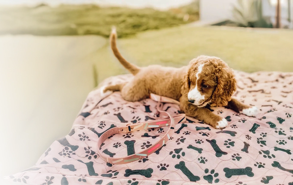 Dog Pad